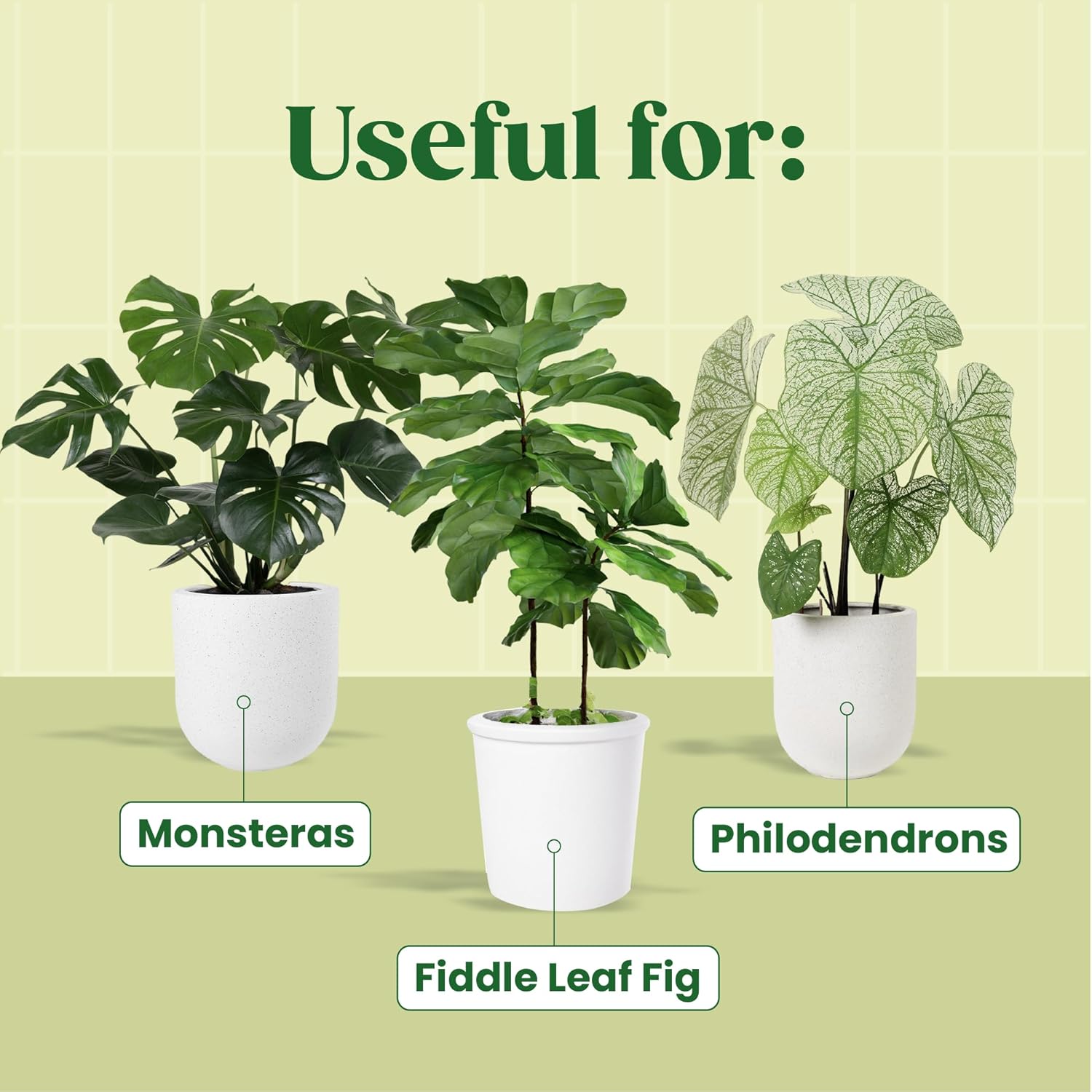 KALOYANOV Plant Serum N°1: Hig - Fiddle Leaf Fig recension och pris