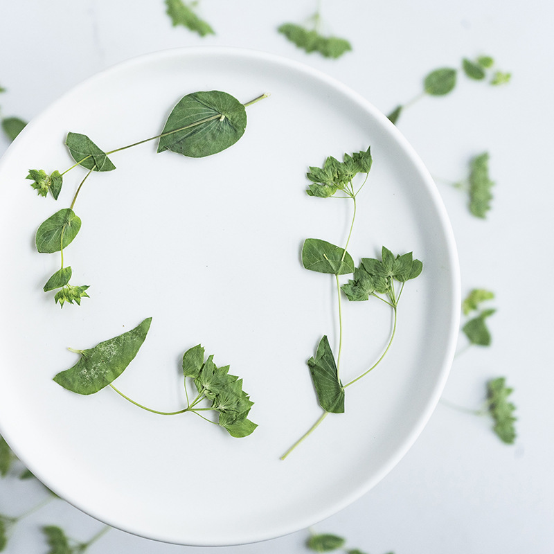 60Pcs Rabbit Ear Grass with Br - Plant Parent Sticker recension och pris
